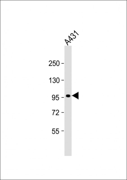 ERK3 Antibody (C-term)