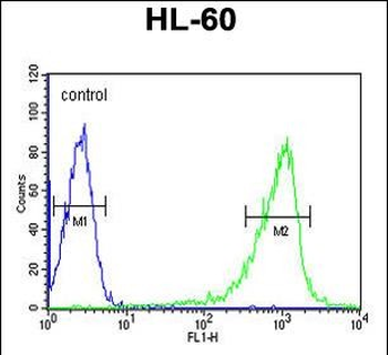 CAPZA1 Antibody (N-term)