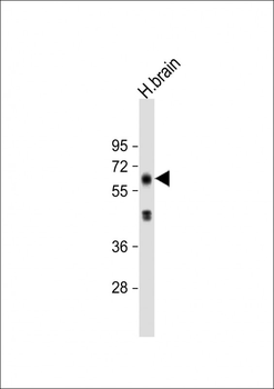 EHD3 Antibody (N-term)