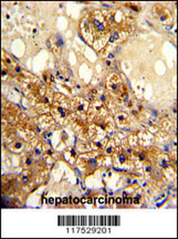 CYP20A1 Antibody (C-term)