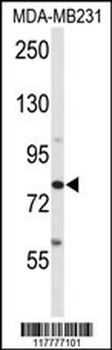 ADAM9 Antibody (C-term)