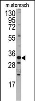 Mouse Hmx3 Antibody (C-term)