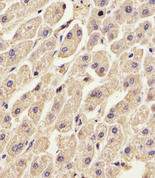 ANXA2 Antibody (N-term)