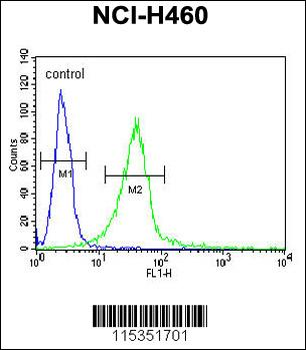 GIT1-Y554 Antibody (C-term)