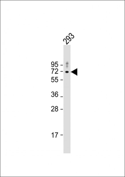 AMPK2 Antibody (Center)