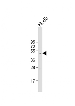 CSNK1G2 Antibody (C-term)