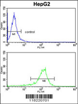 GGTLA1 Antibody (N-term)