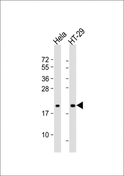 FTH1 Antibody (C-term)