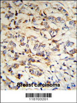 CPN2 Antibody (N-term)