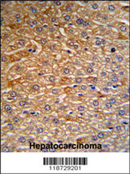HRG Antibody (N-term)