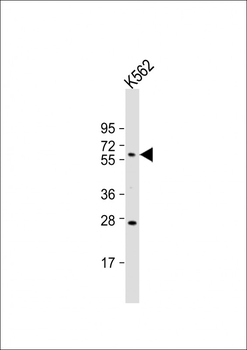HRG Antibody (N-term)