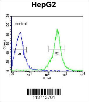 FGG Antibody (N-term)