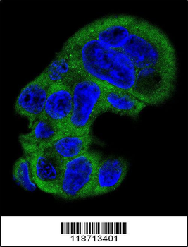 FGG Antibody (N-term)