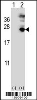 MFAP5 Antibody (C-term)