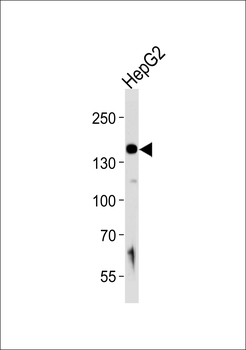 HYOU1 Antibody (Center)