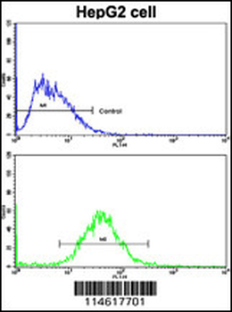 Cyclin A (CCNA2) Antibody (N-term)