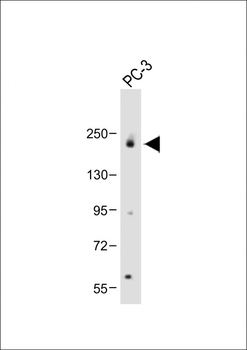 JLP (SPAG9) Antibody (N-term)