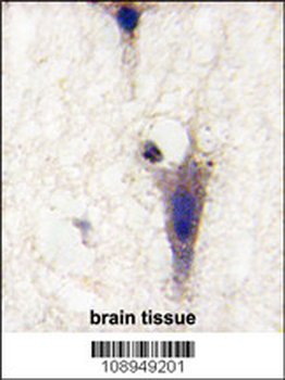 LINGO1 Antibody (N-term)