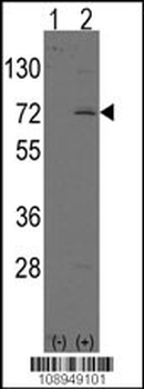 LINGO1 Antibody (N-term)
