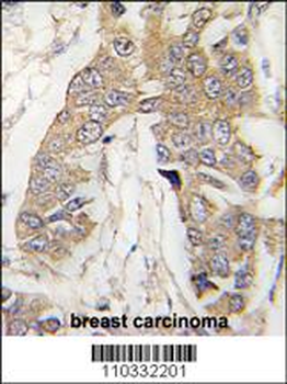 CASC3 Antibody (C-term)