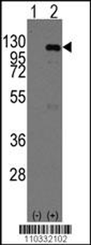 CASC3 Antibody (C-term)