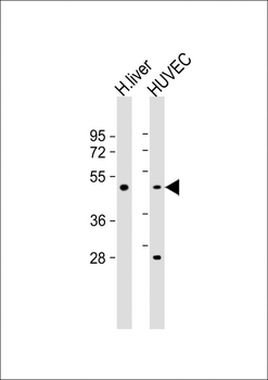 SPHK1 Antibody (Center)