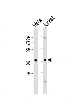 MAPK12 Antibody (Center)