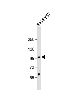 CASK Antibody (Center K227)