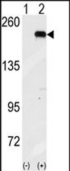 GCN2 Antibody (N-term G11)