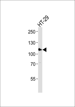 ERN2 Antibody (N-term)