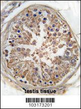 AMPK gamma (PRKAG1) Antibody (Center)