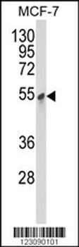 PDK3 Antibody