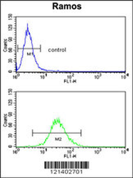 CR2 Antibody (C-term)