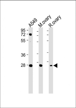 IGFBP4 Antibody (N-term)