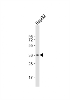 FOSB Antibody (Center P137)