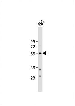 TPH1 Antibody (N-term)