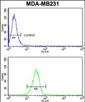 GAB2 Antibody (N-term)