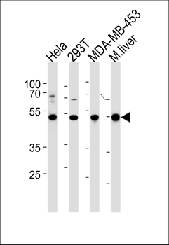 GSS Antibody (C-term)