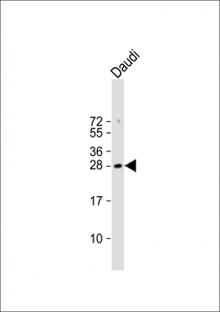 FAM3B Antibody (N-term)
