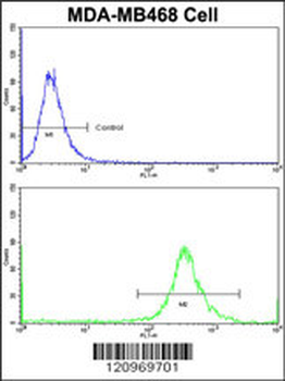 GALT Antibody (C-term)