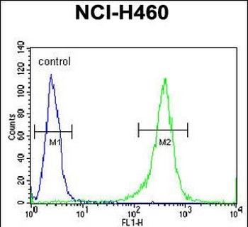 FMR1 Antibody (N-term)