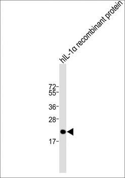 IL1A Antibody (Center)
