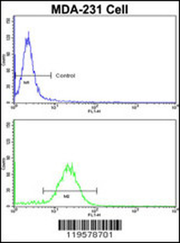 COLEC11 Antibody (N-term)