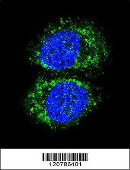 RELA Antibody (N-term)