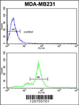 SMAC Antibody (C-term)