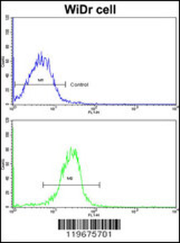 AADAC Antibody (C-term)
