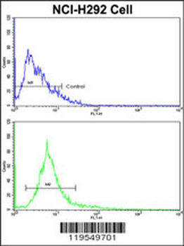 ALKBH8 Antibody (C-term)