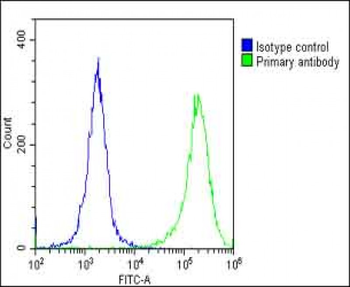 Villin-1 Antibody (N-term)