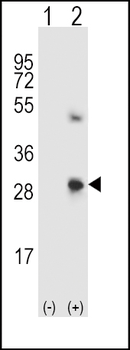 SPARC Antibody (C-term)