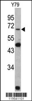 Lamin B2 Antibody (C-term)